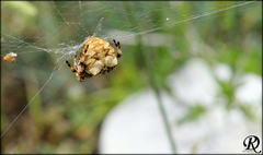 Araneus grossus