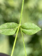 Stellaria calycantha