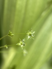 Stellaria calycantha