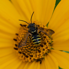 Paranthidium jugatorium