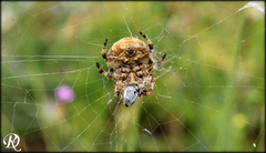 Araneus grossus