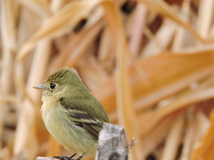 Empidonax difficilis cineritius