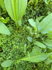 Stellaria calycantha