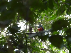 Trogon collaris