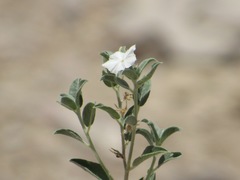 Acleisanthes