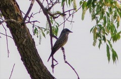 Tyrannus vociferans