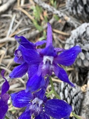 Delphinium × occidentale