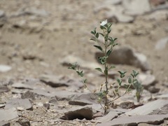 Acleisanthes