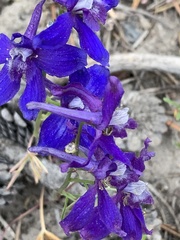 Delphinium × occidentale