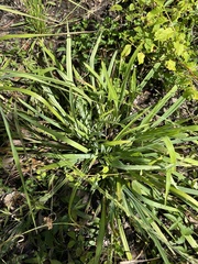 Carex flaccosperma