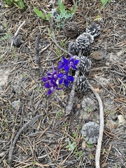 Delphinium × occidentale