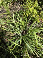 Carex flaccosperma