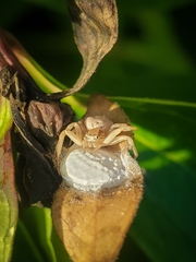 Xysticus fervidus