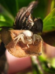 Xysticus fervidus