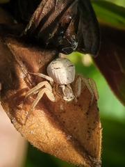 Xysticus fervidus