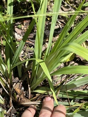 Carex flaccosperma