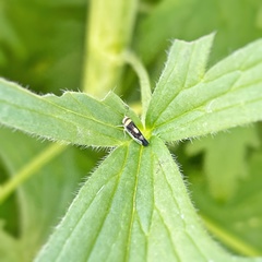 Colladonus montanus montanus