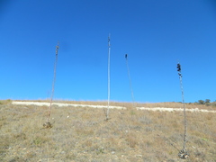 Agave nuusaviorum
