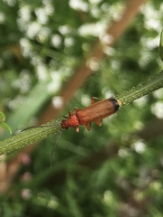Rhagonycha fulva