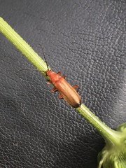Rhagonycha fulva