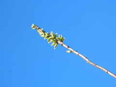 Agave nuusaviorum