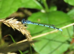 Enallagma doubledayi