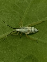 Cyllecoris histrionius