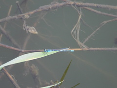 Paracercion v-nigrum