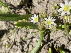 Lewisia triphylla