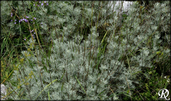 Artemisia abrotanum