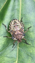 Pentatoma rufipes