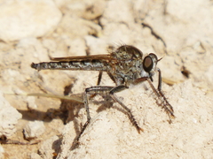 Machimus pilipes