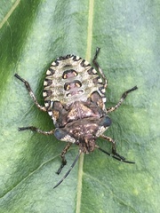 Pentatoma rufipes