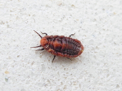 Palaeococcus fuscipennis