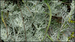 Artemisia abrotanum