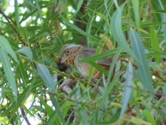Melozone fusca