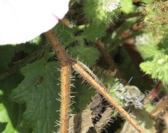 Diadasia bituberculata