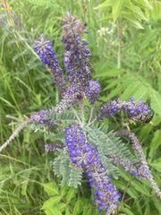 Amorpha canescens