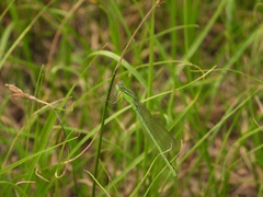 Paracercion plagiosum