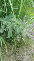 Amorpha canescens
