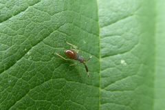 Heterotoma planicornis