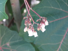Jatropha peltata