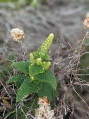 Teucrium scorodonia