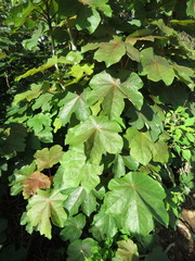 Jatropha peltata