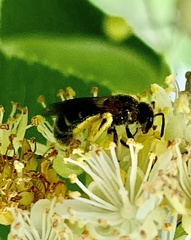 Anthophila