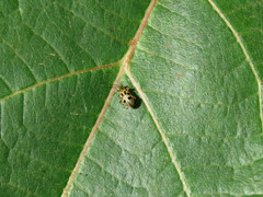 Systena nigroplagiata