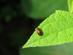 Systena nigroplagiata