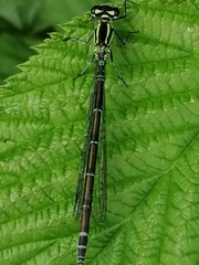Coenagrion puella
