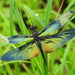 Butterfly Dragonfly - Photo (c) 茶棚, some rights reserved (CC BY-NC-SA), uploaded by 茶棚