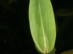 Potamogeton richardsonii